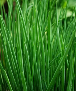 Chives Seeds – Allium schoenoprasum 150 Seeds – Hardy Perennial Herb for Garden & Culinary - Image 1