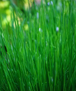 Chives Seeds – Allium schoenoprasum 150 Seeds – Hardy Perennial Herb for Garden & Culinary - Image 2