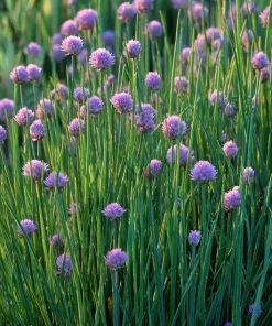 Chives Seeds – Allium schoenoprasum 150 Seeds – Hardy Perennial Herb for Garden & Culinary - Image 3