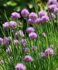 Chives Seeds – Allium schoenoprasum 150 Seeds – Hardy Perennial Herb for Garden & Culinary - Image 4