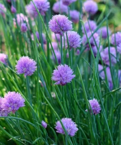 Chives Seeds – Allium schoenoprasum 150 Seeds – Hardy Perennial Herb for Garden & Culinary - Image 5