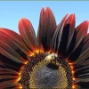 Chocolate Cherry Sunflower Seeds - 25 Helianthus Annuus Seeds, Red & Brown, 6-7' Tall, Pollen-Free - Image 1