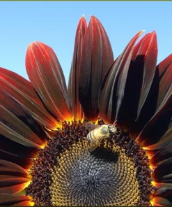 Chocolate Cherry Sunflower Seeds - 25 Helianthus Annuus Seeds, Red & Brown, 6-7' Tall, Pollen-Free - Image 1