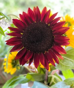 Chocolate Cherry Sunflower Seeds - 25 Helianthus Annuus Seeds, Red & Brown, 6-7' Tall, Pollen-Free - Image 10