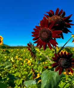 Chocolate Cherry Sunflower Seeds - 25 Helianthus Annuus Seeds, Red & Brown, 6-7' Tall, Pollen-Free - Image 2