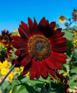 Chocolate Cherry Sunflower Seeds - 25 Helianthus Annuus Seeds, Red & Brown, 6-7' Tall, Pollen-Free - Image 3