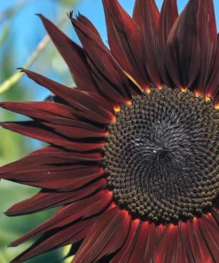 Chocolate Cherry Sunflower Seeds - 25 Helianthus Annuus Seeds, Red & Brown, 6-7' Tall, Pollen-Free - Image 4