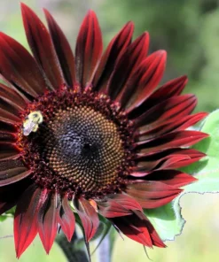 Chocolate Cherry Sunflower Seeds - 25 Helianthus Annuus Seeds, Red & Brown, 6-7' Tall, Pollen-Free - Image 5