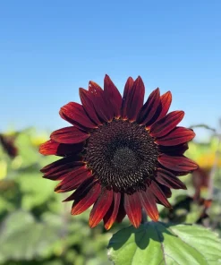 Chocolate Cherry Sunflower Seeds - 25 Helianthus Annuus Seeds, Red & Brown, 6-7' Tall, Pollen-Free - Image 6