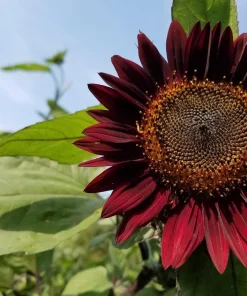 Chocolate Cherry Sunflower Seeds - 25 Helianthus Annuus Seeds, Red & Brown, 6-7' Tall, Pollen-Free - Image 7