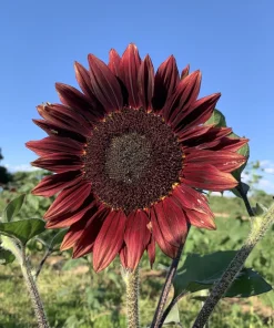 Chocolate Cherry Sunflower Seeds - 25 Helianthus Annuus Seeds, Red & Brown, 6-7' Tall, Pollen-Free - Image 8