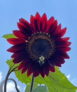 Chocolate Cherry Sunflower Seeds - 25 Helianthus Annuus Seeds, Red & Brown, 6-7' Tall, Pollen-Free - Image 9