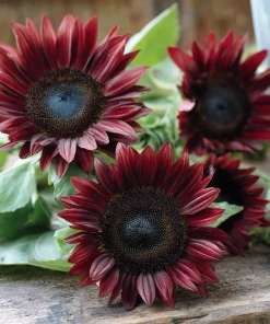 Chocolate Cherry Sunflower Seeds - 25 Seeds, Deep Burgundy Blooms, Pollinator Friendly - Image 2