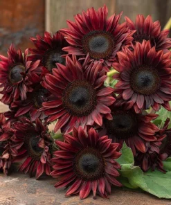Chocolate Cherry Sunflower Seeds - 25 Seeds, Deep Burgundy Blooms, Pollinator Friendly - Image 3