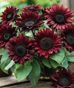 Chocolate Cherry Sunflower Seeds - 25 Seeds, Deep Burgundy Blooms, Pollinator Friendly - Image 4