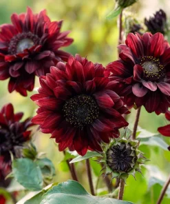 Chocolate Cherry Sunflower Seeds - 25 Seeds, Deep Burgundy Blooms, Pollinator Friendly - Image 1