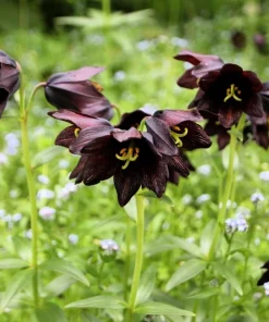 Chocolate Lily Seeds - Fritillaria Camschatcensis - 10 Count Flower Seeds - Image 2