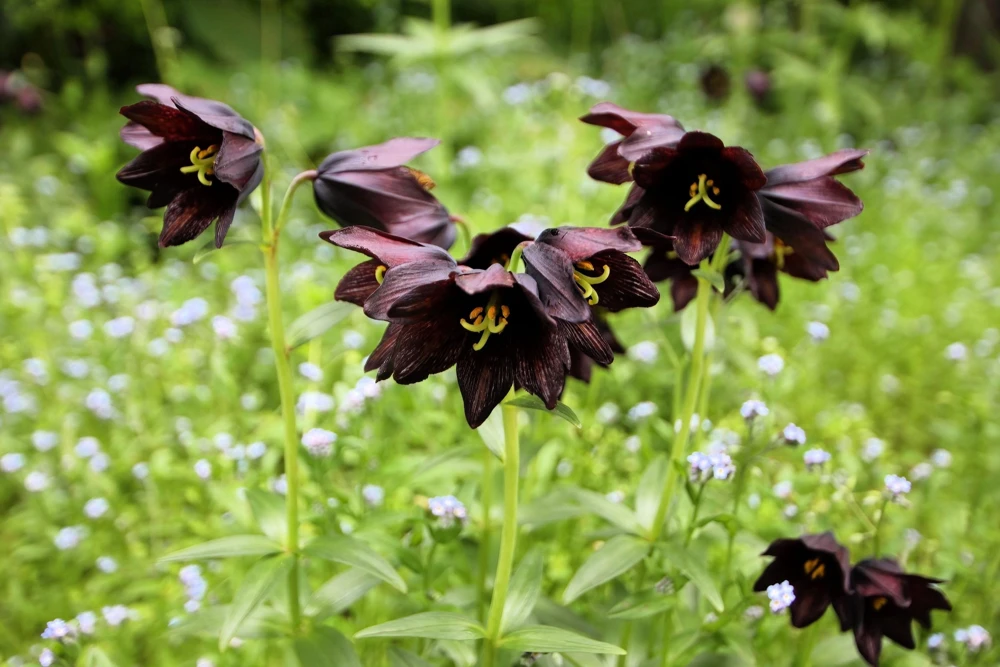 Chocolate Lily Seeds - Fritillaria Camschatcensis - 10 Count Flower Seeds - Image 2
