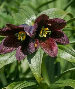 Chocolate Lily Seeds - Fritillaria Camschatcensis - 10 Count Flower Seeds - Image 3