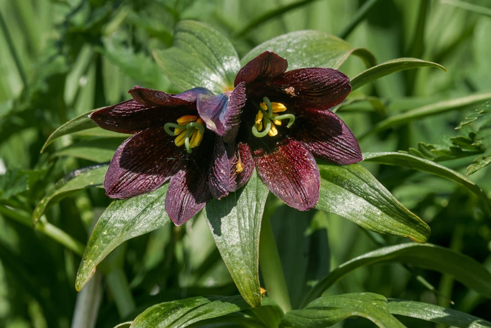 Chocolate Lily Seeds - Fritillaria Camschatcensis - 10 Count Flower Seeds - Image 3