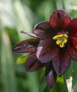 Chocolate Lily Seeds - Fritillaria Camschatcensis - 10 Count Flower Seeds - Image 4