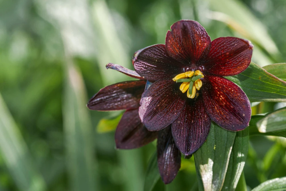 Chocolate Lily Seeds - Fritillaria Camschatcensis - 10 Count Flower Seeds - Image 4