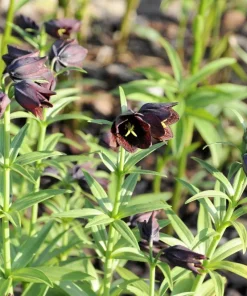 Chocolate Lily Seeds - Fritillaria Camschatcensis - 10 Count Flower Seeds - Image 5