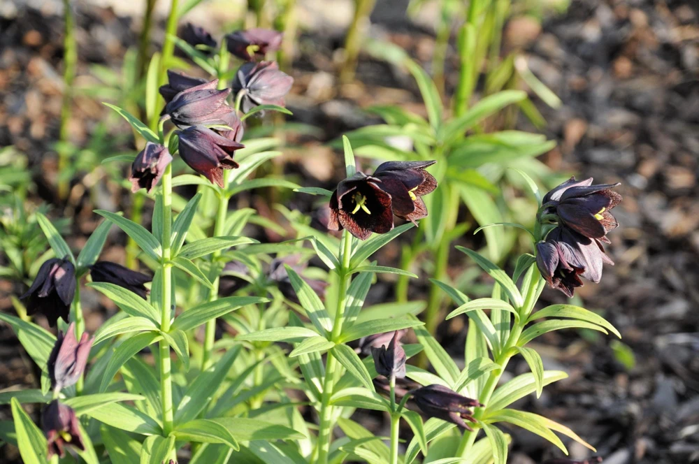 Chocolate Lily Seeds - Fritillaria Camschatcensis - 10 Count Flower Seeds - Image 5