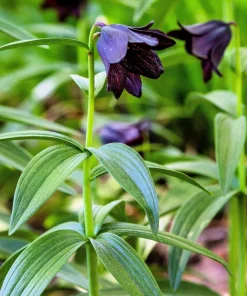 Chocolate Lily Seeds - Fritillaria Camschatcensis - 10 Count Flower Seeds - Image 6