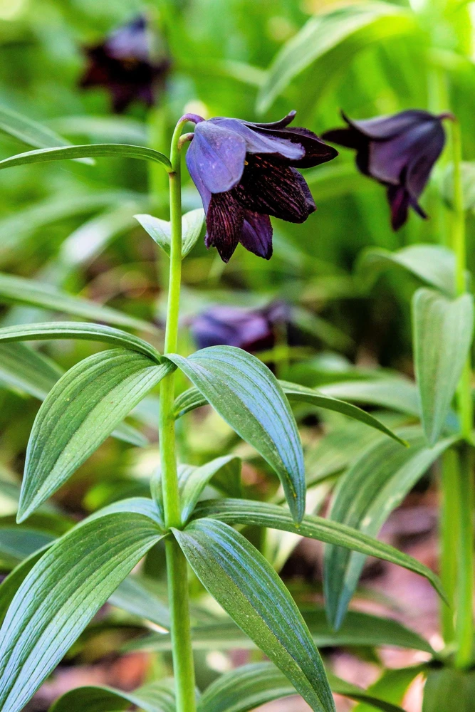 Chocolate Lily Seeds - Fritillaria Camschatcensis - 10 Count Flower Seeds - Image 6