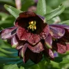 Chocolate Lily Seeds - Fritillaria Camschatcensis - 10 Count Flower Seeds - Image 1