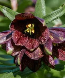 Chocolate Lily Seeds - Fritillaria Camschatcensis - 10 Count Flower Seeds - Image 1