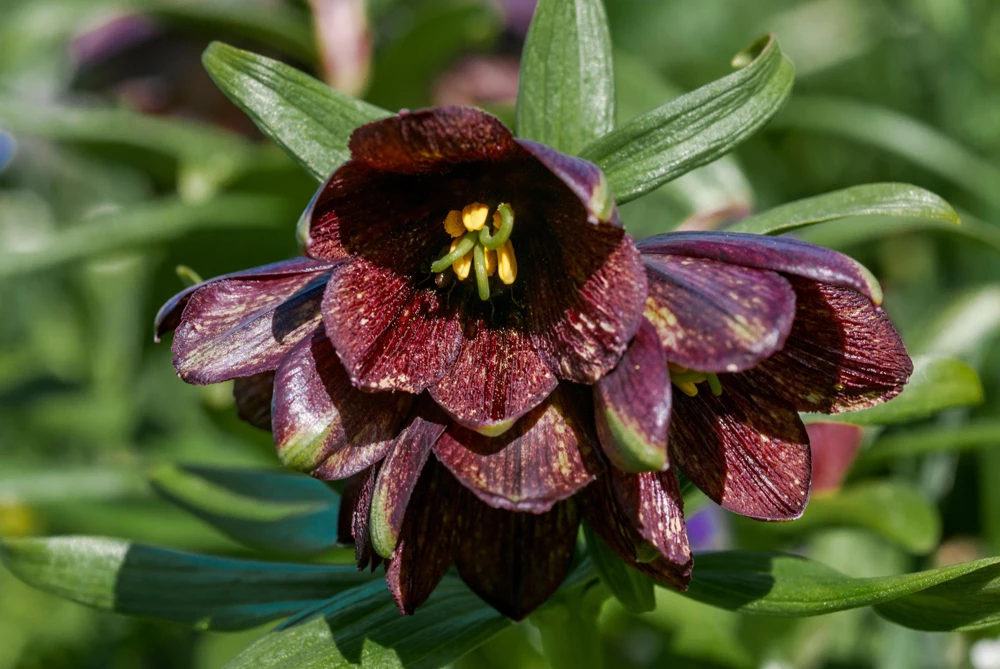 Chocolate Lily Seeds - Fritillaria Camschatcensis - 10 Count Flower Seeds - Image 1