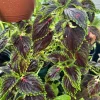 Chocolate Mint Coleus Live Plant – Colorful Shade Garden Plant - Image 1