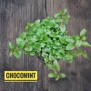 Chocolate Mint Live Plant - Aromatic Culinary Herb for Tea & Desserts - Image 1