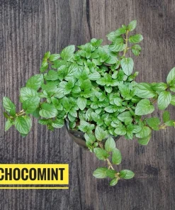 Chocolate Mint Live Plant - Aromatic Culinary Herb for Tea & Desserts - Image 1