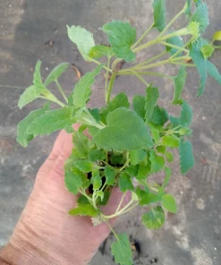 Chocolate Mint Live Plants (3-Pack) 5-8" Tall – Flavorful Perennial Herb for Tea & Desserts - Image 2