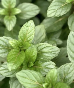 Chocolate Mint Live Plants (3-Pack) 5-8