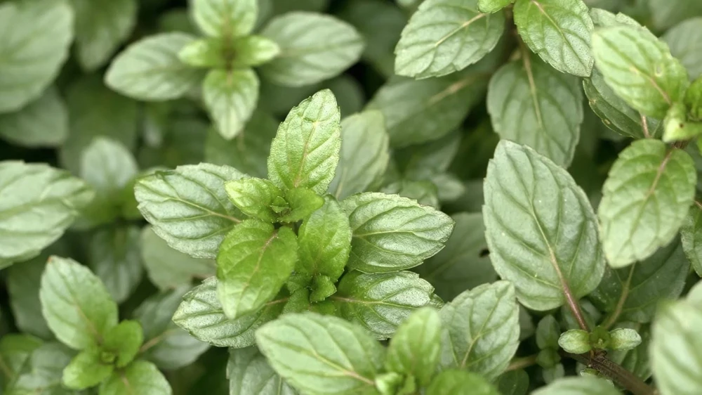Chocolate Mint Live Plants (3-Pack) 5-8" Tall – Flavorful Perennial Herb for Tea & Desserts - Image 3