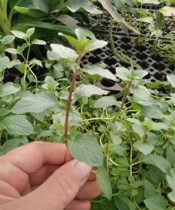 Chocolate Mint Live Plants (3-Pack) 5-8