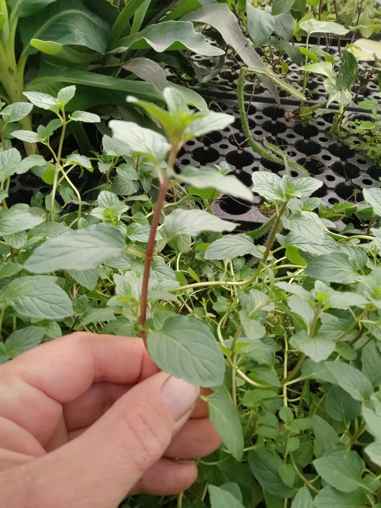 Chocolate Mint Live Plants (3-Pack) 5-8" Tall – Flavorful Perennial Herb for Tea & Desserts - Image 4