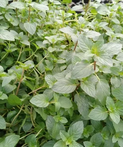 Chocolate Mint Live Plants (3-Pack) 5-8