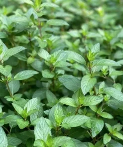Chocolate Mint Live Plants (3-Pack) 5-8