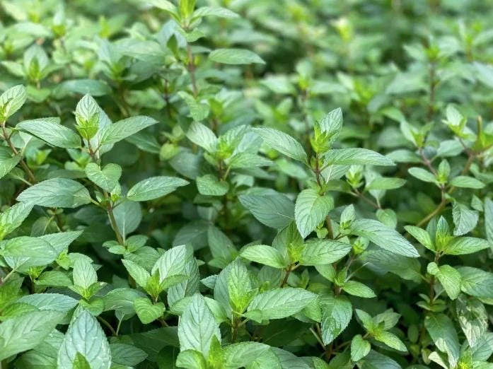 Chocolate Mint Live Plants (3-Pack) 5-8" Tall – Flavorful Perennial Herb for Tea & Desserts - Image 6