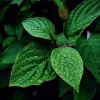 Chocolate Mint Live Plants (3-Pack) 5-8" Tall – Flavorful Perennial Herb for Tea & Desserts - Image 1