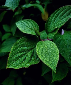 Chocolate Mint Live Plants (3-Pack) 5-8" Tall – Flavorful Perennial Herb for Tea & Desserts - Image 1