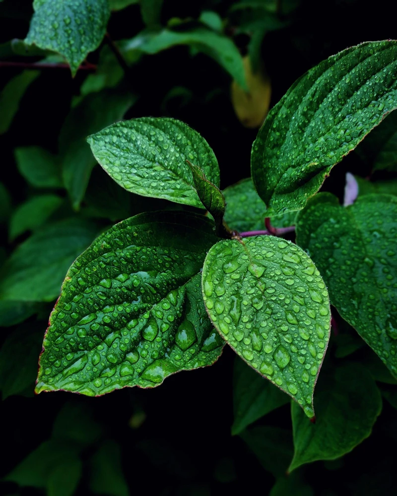 Chocolate Mint Live Plants (3-Pack) 5-8" Tall – Flavorful Perennial Herb for Tea & Desserts - Image 1