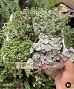 Choose Your String of Hearts, Pearls, Turtles, or Bananas Live Plant - Variegated Houseplant - Image 1