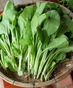 Choy Sum Seeds for Planting - Green Mustard Seeds - 6000 Seeds - Vegetable - Image 2