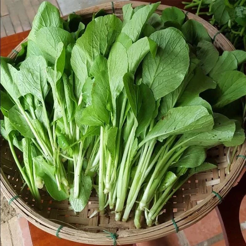 Choy Sum Seeds for Planting - Green Mustard Seeds - 6000 Seeds - Vegetable - Image 2